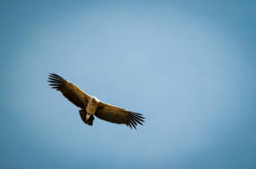 Cruz del Condor