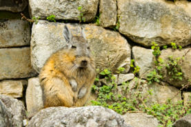 Chinchilla
